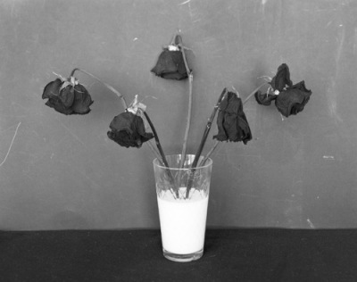 black-and-white-dead-flowers-dead-roses-milk-photography-Favim_com-199550